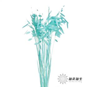 永生花材 | 小盼草琉光蓝
