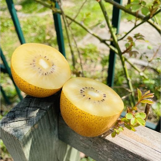 西藏雪域金果🥝纯天然、绿色、无化肥、无农药、无污染，果大汁多，自然熟，，是国内猕猴桃中"爱玛仕" 商品图1