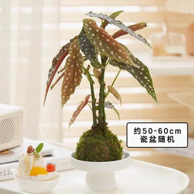 蓝花楹苔藓球盆栽室内绿植桌面禅意植物中式盆栽