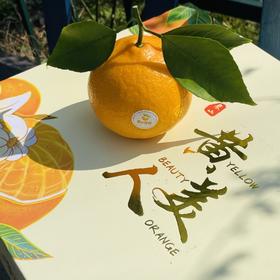 🌹太喜欢黄美人了～ 黄美人比红美人更明媚更娇气，看上去就讨人喜欢，娇俏迷人，有甜橙般的香气和比橘子还薄的皮。果面浓橙色，果肉细嫩化渣，高糖优质，有甜橙般香气，口感香甜润滑，颠覆了柑橘原有的口感。