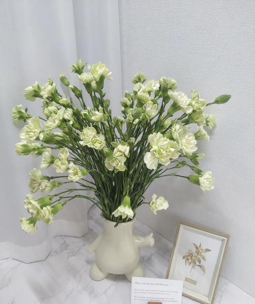 【稀有系列】多丁康乃馨-绿茶 约20枝/扎 商品图2