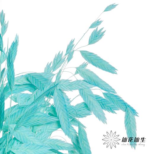 永生花材 | 小盼草琉光蓝 商品图2