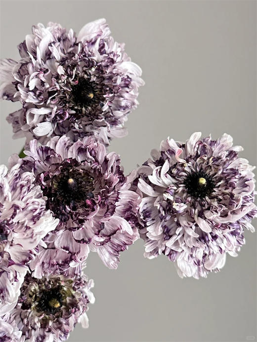 赛迪洋牡丹10支 商品图2