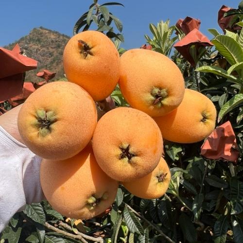 米易大五星枇杷【顺丰发货】 商品图5