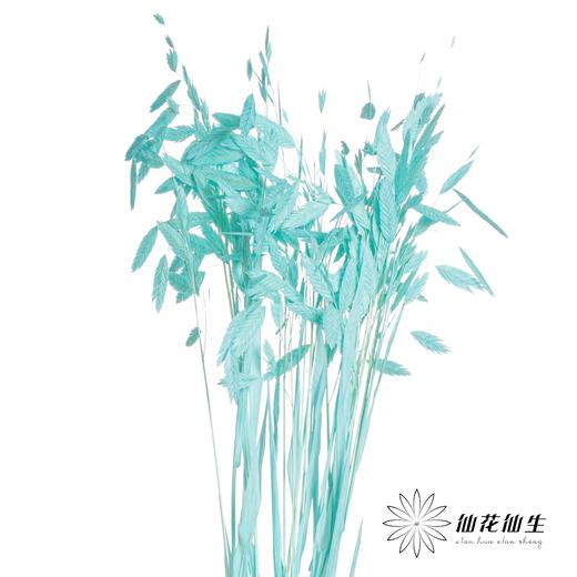 永生花材 | 小盼草琉光蓝 商品图4
