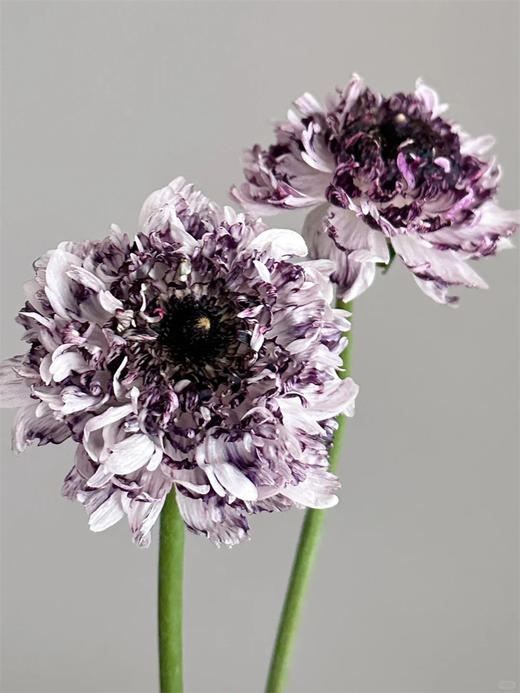 赛迪洋牡丹10支 商品图3