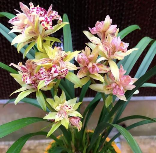  「花期5-11月」“兰花之乡”翁源出品 精品建兰（带盆发货） 富山奇蝶/宝岛仙女/绿鸟嘴/金荷/马尾爪 商品图2