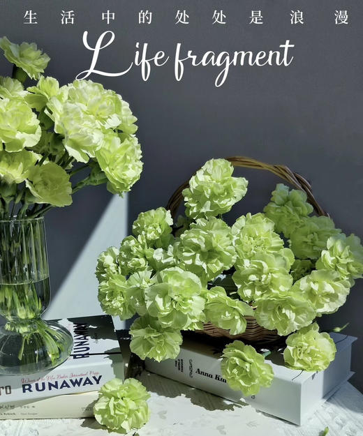 【稀有系列】多丁康乃馨-绿茶 约20枝/扎 商品图0