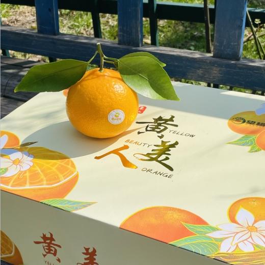 🌹太喜欢黄美人了～ 黄美人比红美人更明媚更娇气，看上去就讨人喜欢，娇俏迷人，有甜橙般的香气和比橘子还薄的皮。果面浓橙色，果肉细嫩化渣，高糖优质，有甜橙般香气，口感香甜润滑，颠覆了柑橘原有的口感。 商品图4