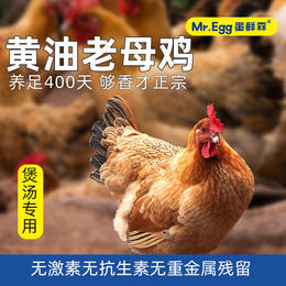 【超嫩童子鸡】&【黄油老母鸡】3只 蛋鲜森 白切鸡手撕鸡专用  炖汤老母鸡  无抗鸡肉