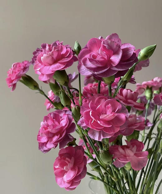 【稀有系列】多丁康乃馨-野马 约20枝/扎 商品图4