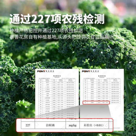 【买2送1】羽衣甘蓝粉 甜菜根粉 配料干净无添加 成粉细腻易吸收 体控好搭档 商品图4