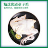 【超嫩童子鸡】&【黄油老母鸡】3只 蛋鲜森 白切鸡手撕鸡专用  炖汤老母鸡  无抗鸡肉 商品缩略图3