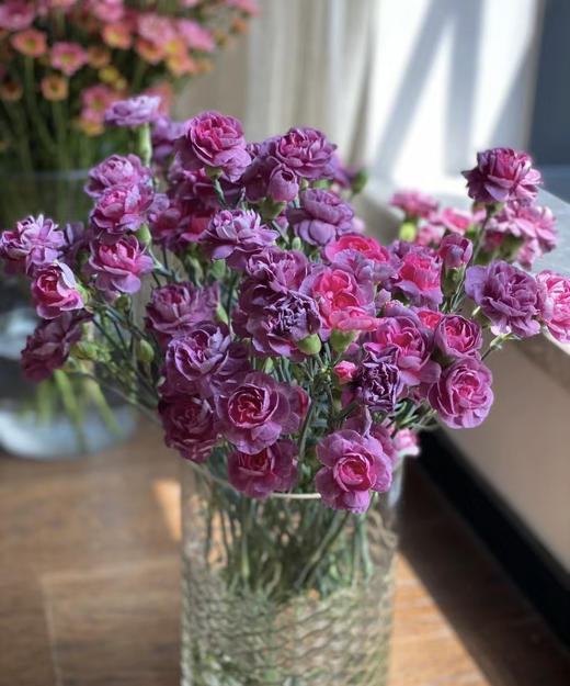 【稀有系列】多丁康乃馨-野马 约20枝/扎 商品图2