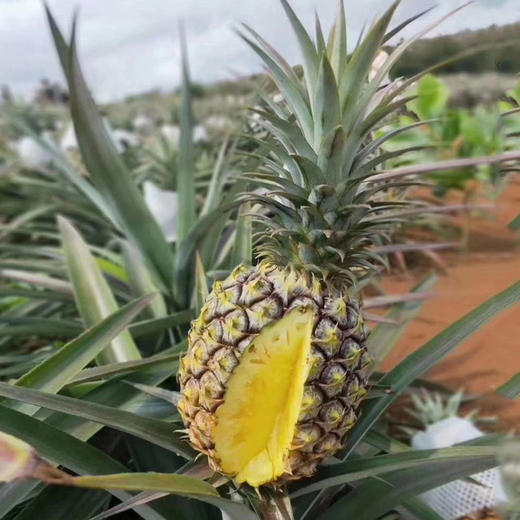 【脆嫩多汁】金钻凤梨 商品图2