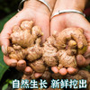 川姜-份【约250g-300g】 商品缩略图1