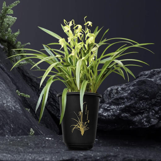  「花期5-11月」“兰花之乡”翁源出品 精品建兰（带盆发货） 富山奇蝶/宝岛仙女/绿鸟嘴/金荷/马尾爪 商品图8