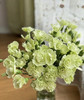 【稀有系列】多丁康乃馨-绿茶 约20枝/扎 商品缩略图4