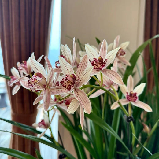  「花期5-11月」“兰花之乡”翁源出品 精品建兰（带盆发货） 富山奇蝶/宝岛仙女/绿鸟嘴/金荷/马尾爪 商品图0