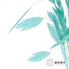 永生花材 | 小盼草琉光蓝 商品缩略图1