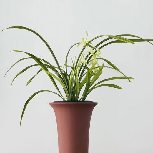  「花期5-11月」“兰花之乡”翁源出品 精品建兰（带盆发货） 富山奇蝶/宝岛仙女/绿鸟嘴/金荷/马尾爪 商品图6