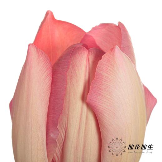 国产郁金香 | 三文鱼 商品图4