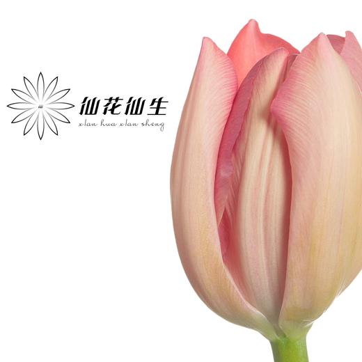 国产郁金香 | 三文鱼 商品图3