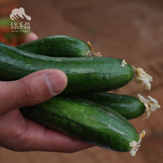 生态小黄瓜| 合作生产*Ecological cucumber | Coproducted 商品图2