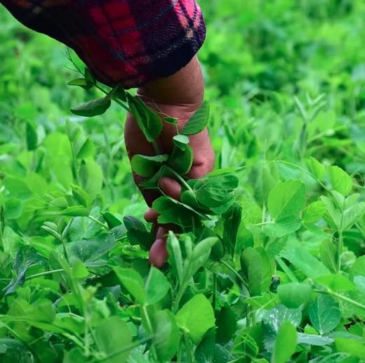 豌豆尖：采摘自豌豆幼苗最上端的幼嫩部分，叶菜王者，口感脆嫩。 商品图3