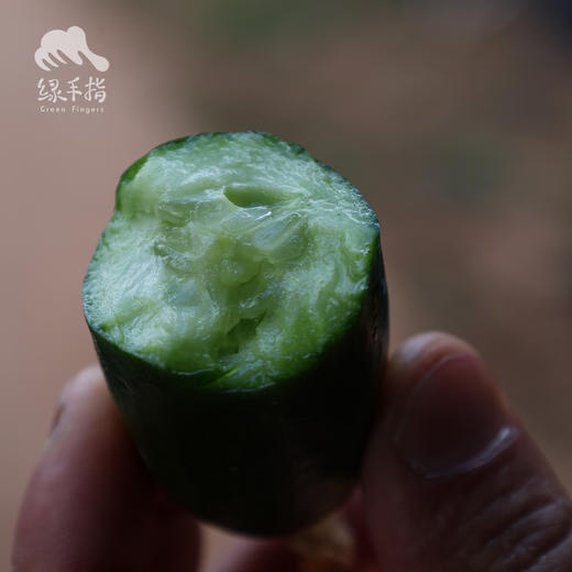 生态小黄瓜| 合作生产*Ecological cucumber | Coproducted 商品图1