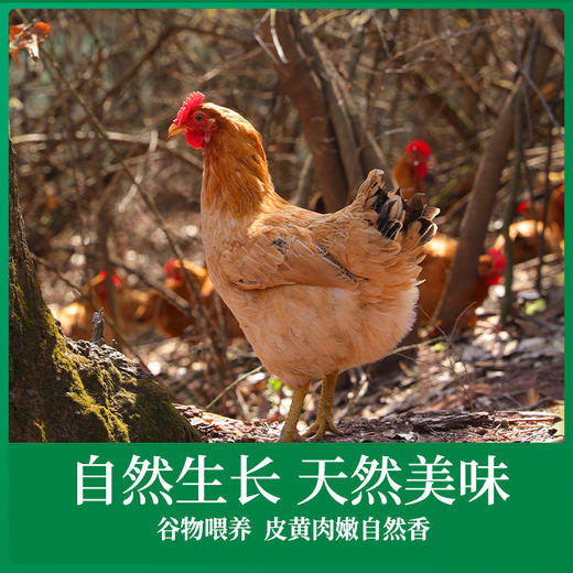 【超嫩童子鸡】&【黄油老母鸡】3只 蛋鲜森 白切鸡手撕鸡专用  炖汤老母鸡  无抗鸡肉 商品图1
