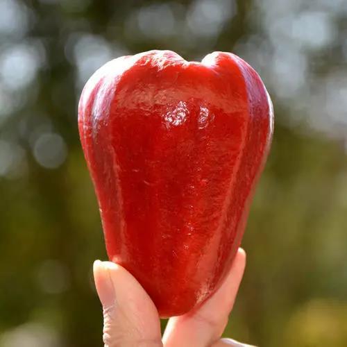 海南黑金刚冰糖莲雾   色泽红艳水嫩，光泽动人，颗颗饱满 商品图1