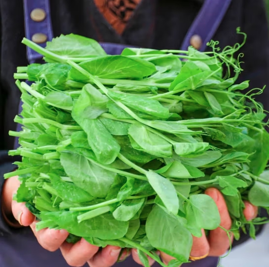 豌豆尖：采摘自豌豆幼苗最上端的幼嫩部分，叶菜王者，口感脆嫩。