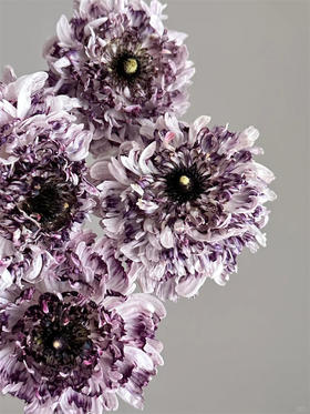 赛迪洋牡丹10支