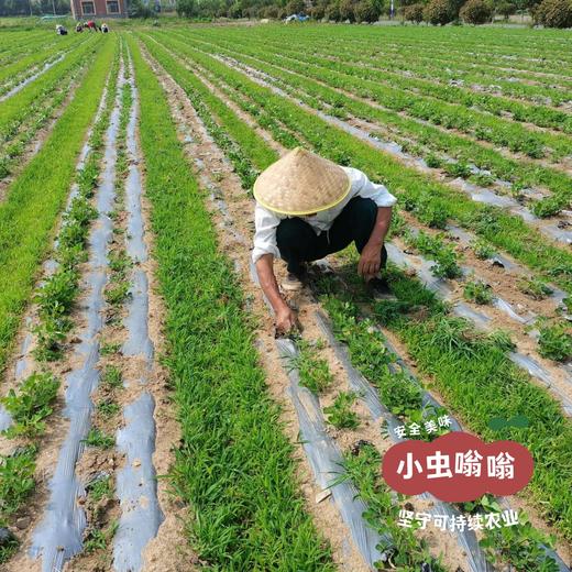 生态花生油 700ml /2.5L | 合作农友生产，产自河北唐山，生产者：张振 *【公平贸易农人定价】 商品图8