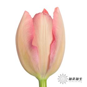 国产郁金香 | 三文鱼