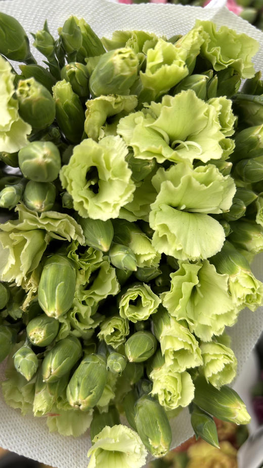 【稀有系列】多丁康乃馨-绿茶 约20枝/扎 商品图6