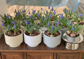  葡萄风信子盆栽（每盆形态不同，介意慎拍）