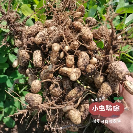 生态花生油 700ml /2.5L | 合作农友生产，产自河北唐山，生产者：张振 *【公平贸易农人定价】 商品图10