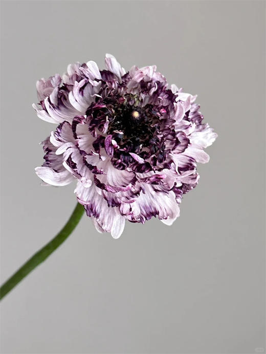 赛迪洋牡丹10支 商品图4