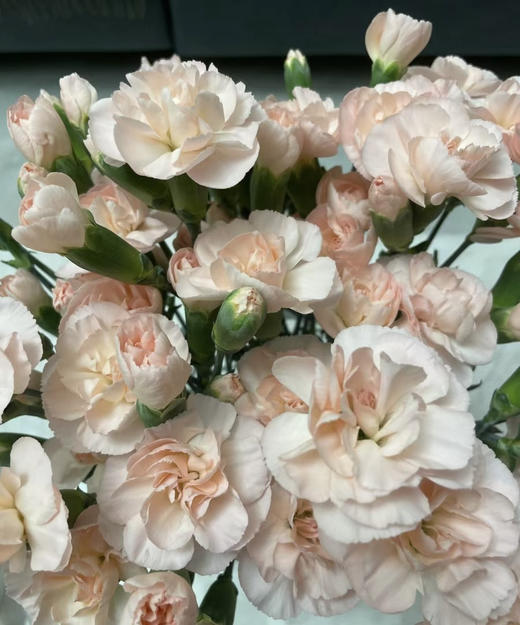 【稀有系列】多丁康乃馨-流年 约20枝/扎 商品图1