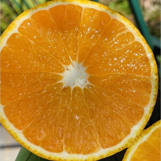 🌹太喜欢黄美人了～ 黄美人比红美人更明媚更娇气，看上去就讨人喜欢，娇俏迷人，有甜橙般的香气和比橘子还薄的皮。果面浓橙色，果肉细嫩化渣，高糖优质，有甜橙般香气，口感香甜润滑，颠覆了柑橘原有的口感。 商品图2