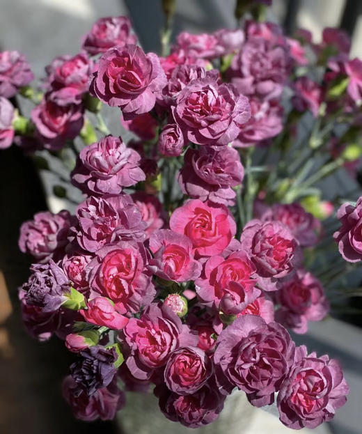 【稀有系列】多丁康乃馨-野马 约20枝/扎 商品图5