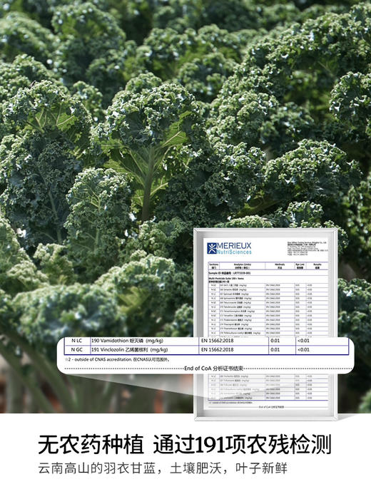 SoAcai 冻干羽衣甘蓝粉60g 商品图2