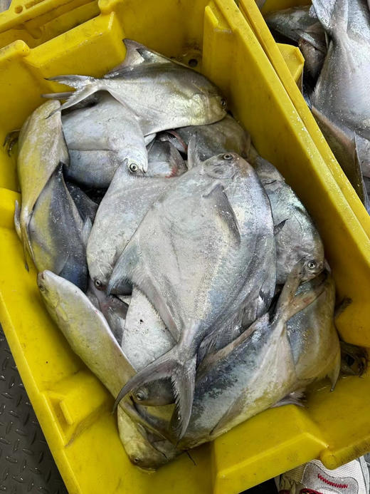 吕四本港流网白鲳鱼 商品图0