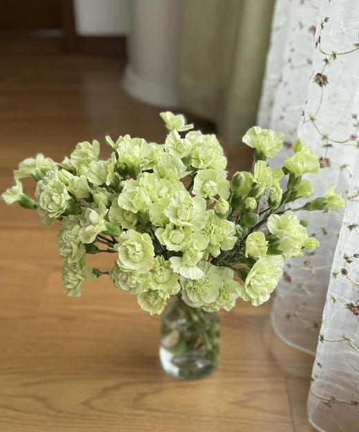 【稀有系列】多丁康乃馨-绿茶 约20枝/扎 商品图3