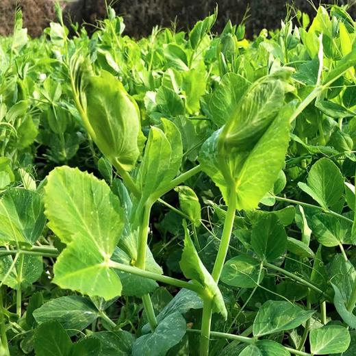 豌豆尖：采摘自豌豆幼苗最上端的幼嫩部分，叶菜王者，口感脆嫩。 商品图1