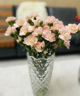 【稀有系列】多丁康乃馨-流年 约20枝/扎