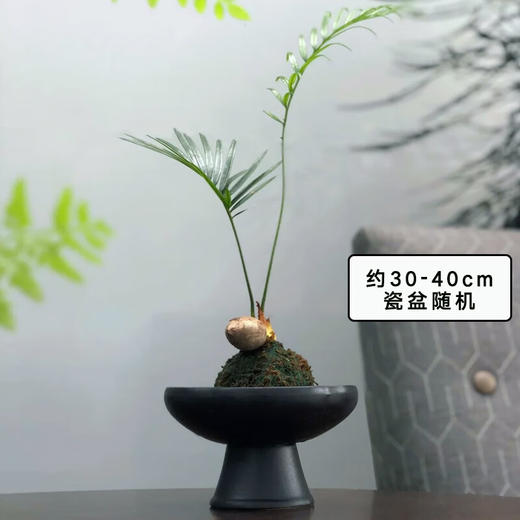 蓝花楹苔藓球盆栽室内绿植桌面禅意植物中式盆栽 商品图4