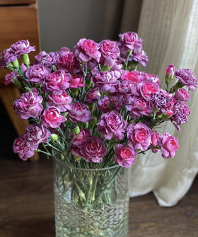 【稀有系列】多丁康乃馨-野马 约20枝/扎